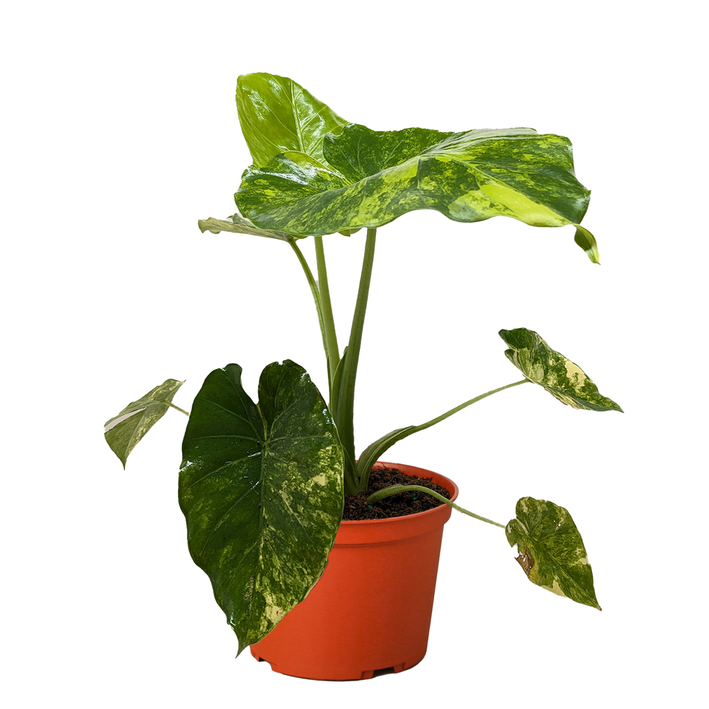 Philodendron Burle Marx Albo