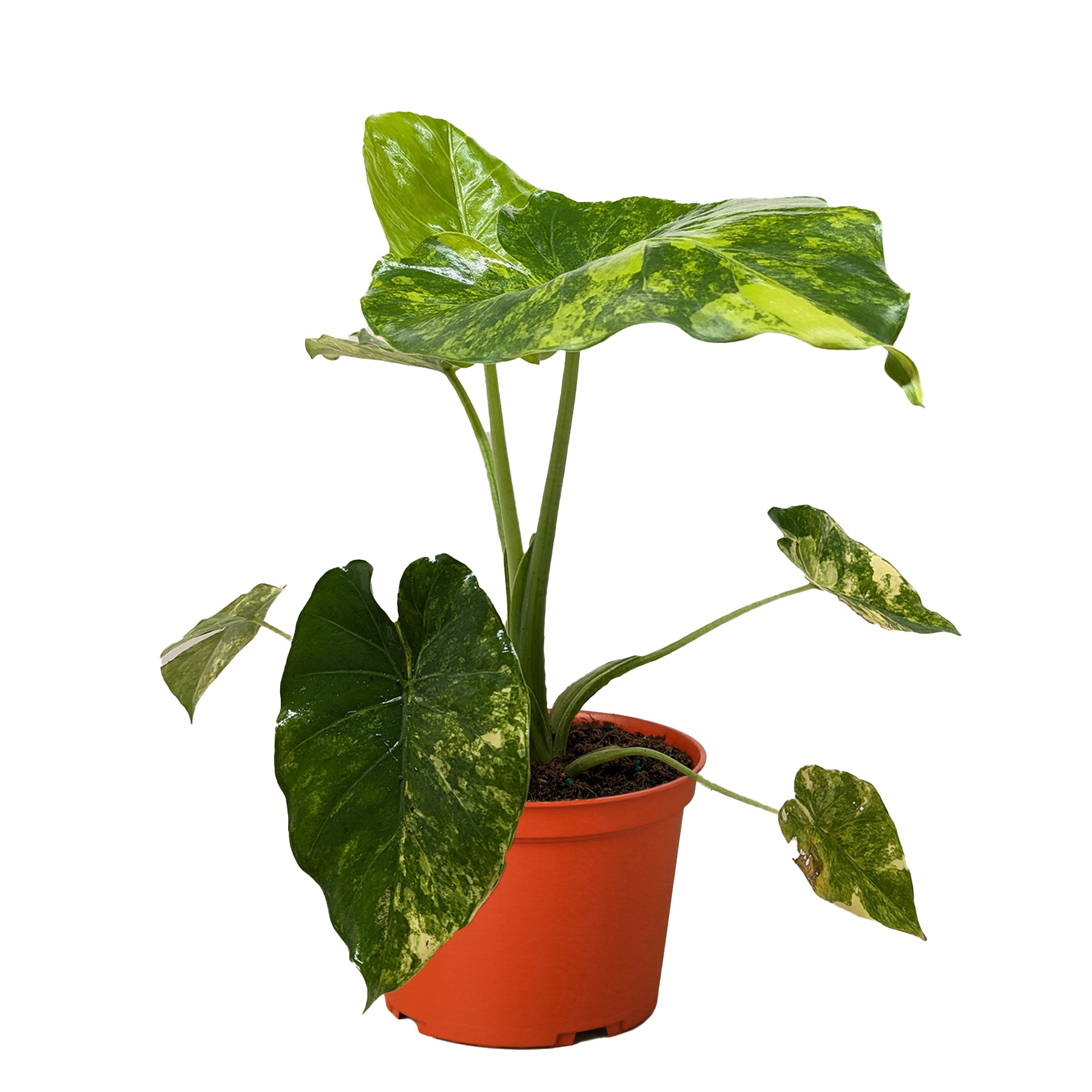 Philodendron Burle Marx Albo