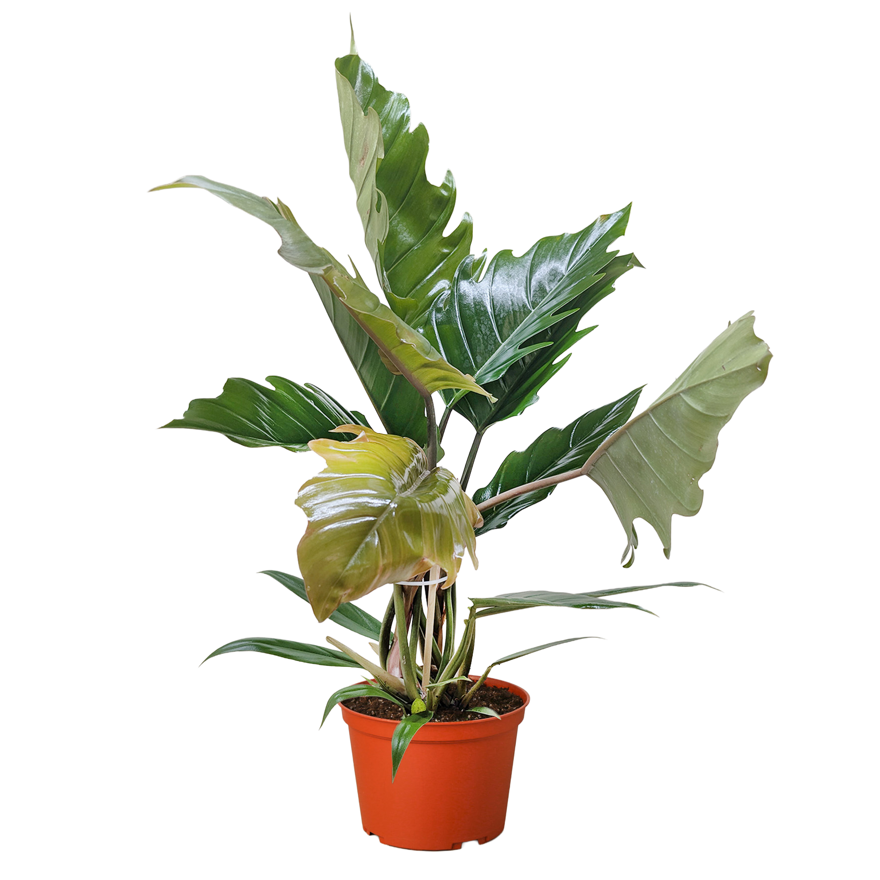 Philodendron Choco Empress