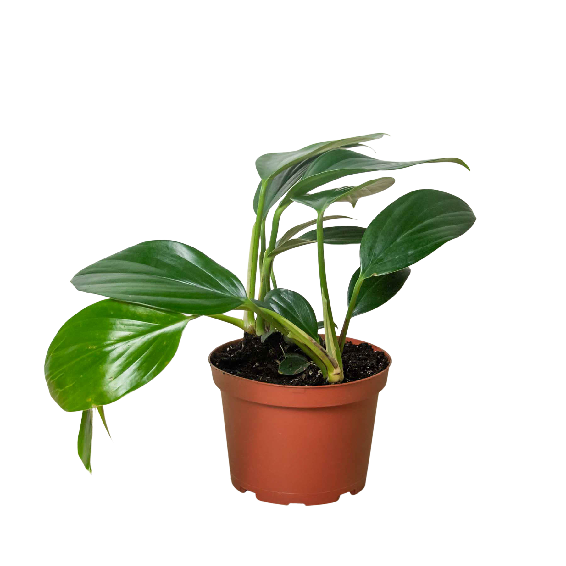 Philodendron 'Dragon Tail' - House Plant Shop