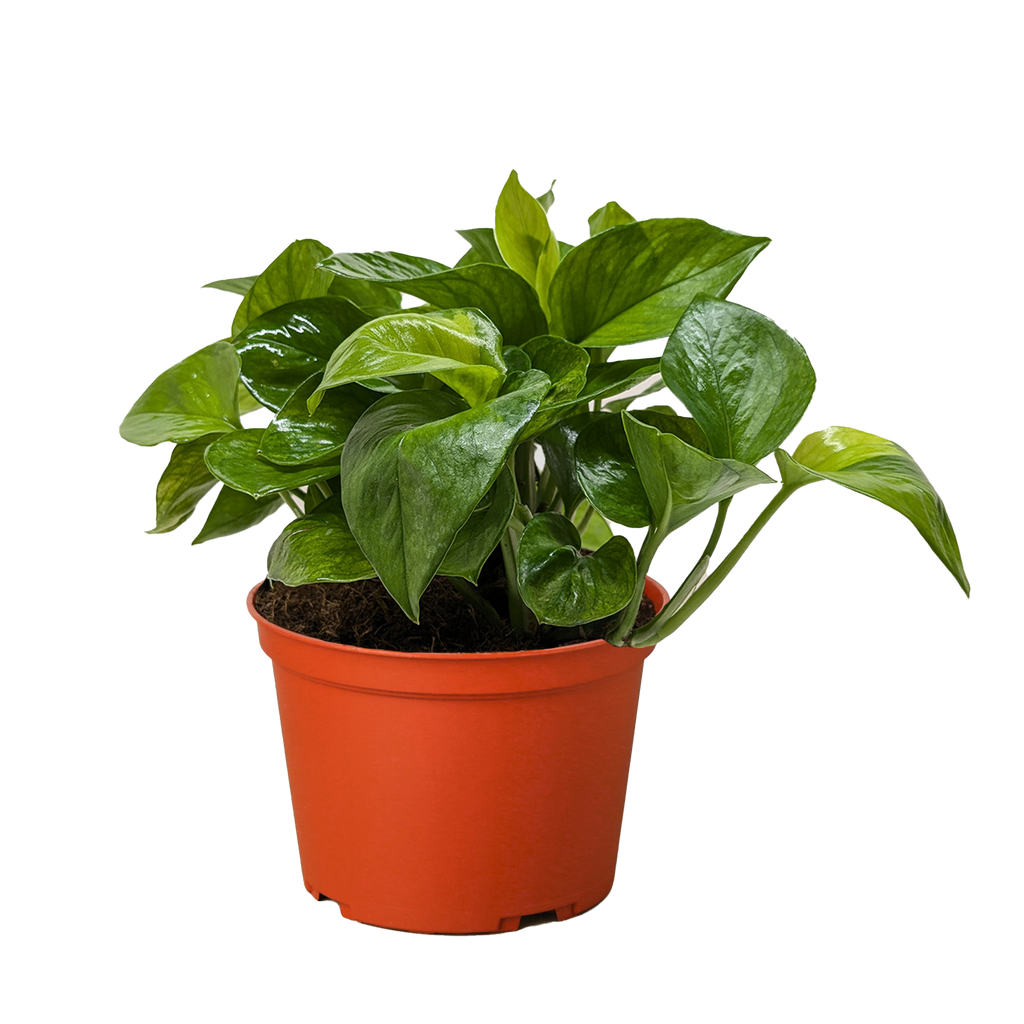 Pothos 'Lemon Top' - House Plant Shop