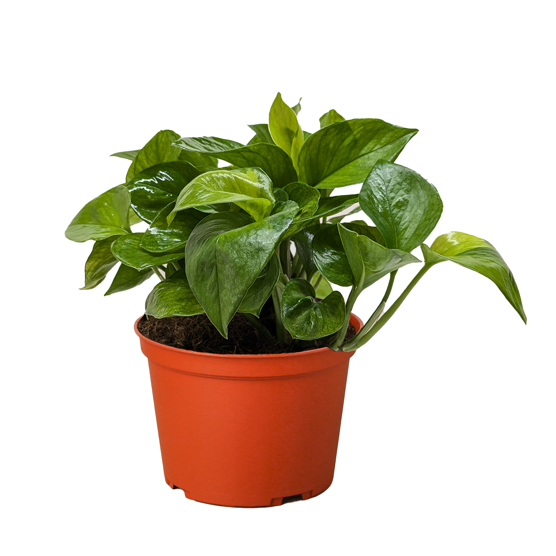 Pothos 'Lemon Top' - House Plant Shop