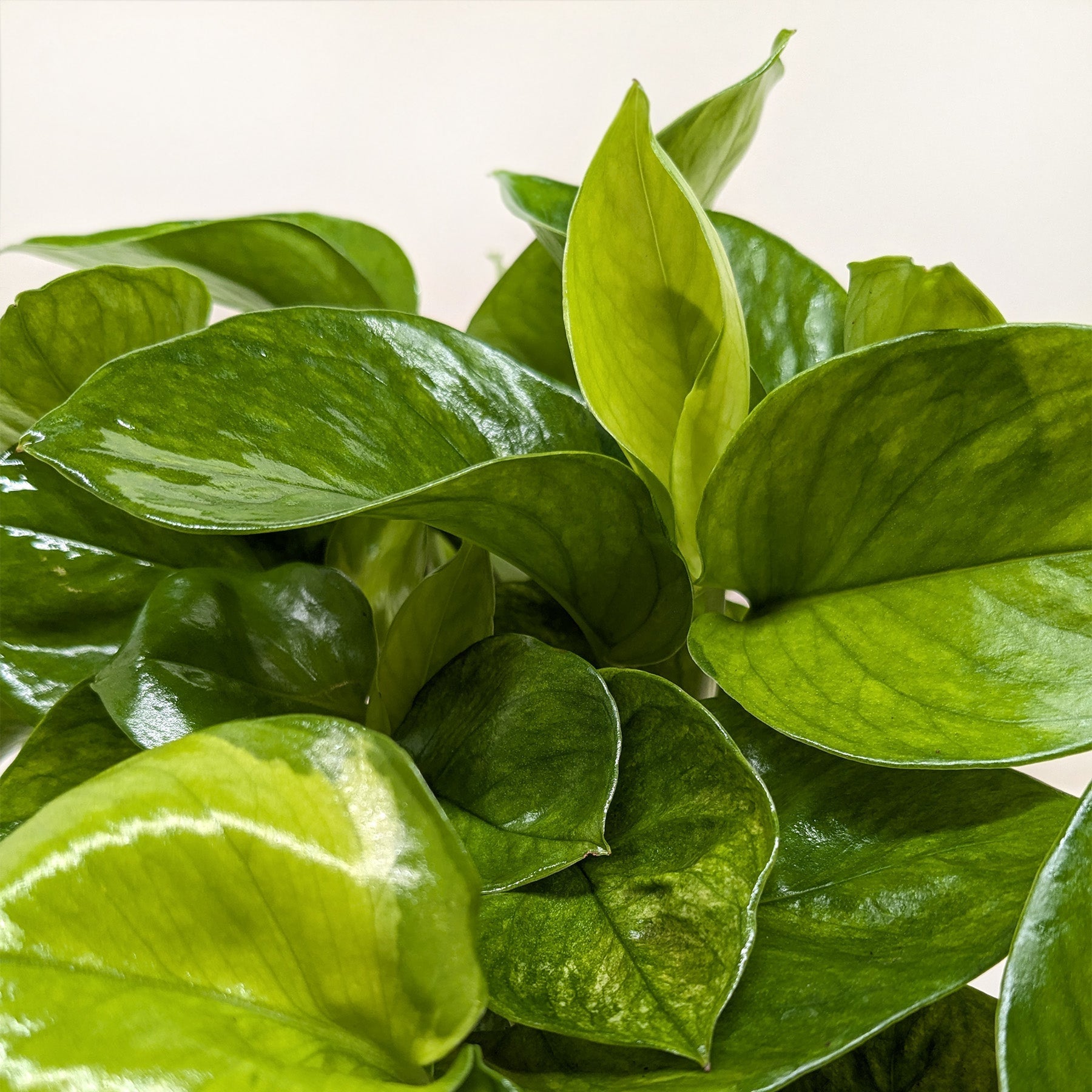 Pothos 'Lemon Top' - House Plant Shop