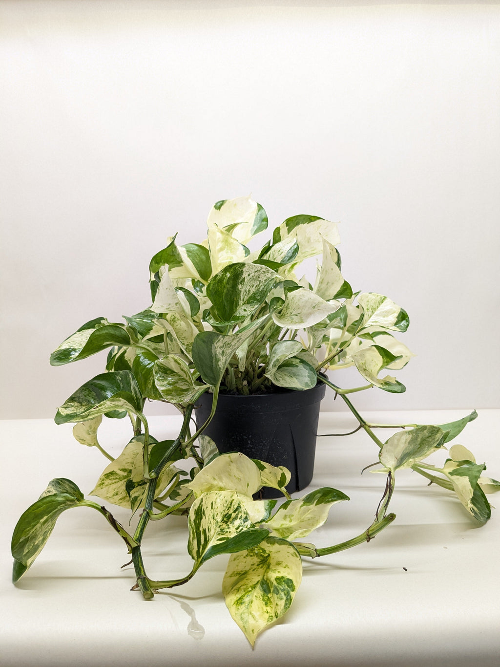 Pothos Manjula - House Plant Shop
