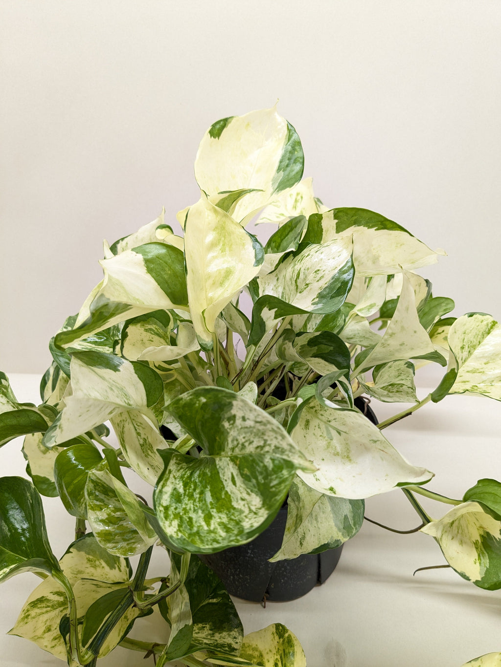 Pothos Manjula - House Plant Shop