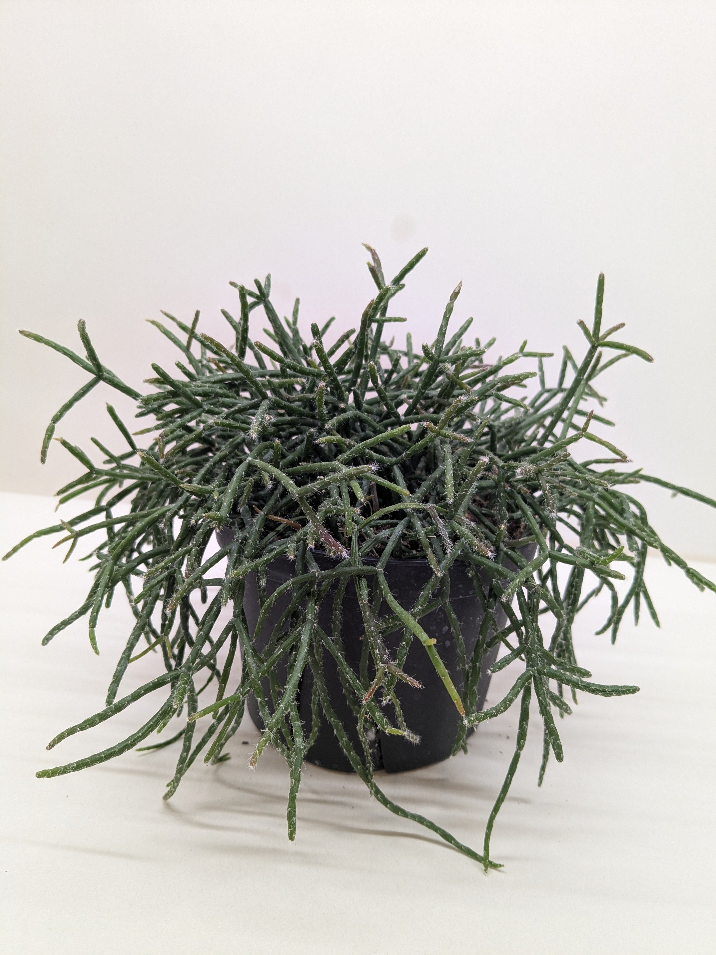 Mistletoe Cactus | Easy Care Trailing Succulent | House Plant Shop - House Plant Shop