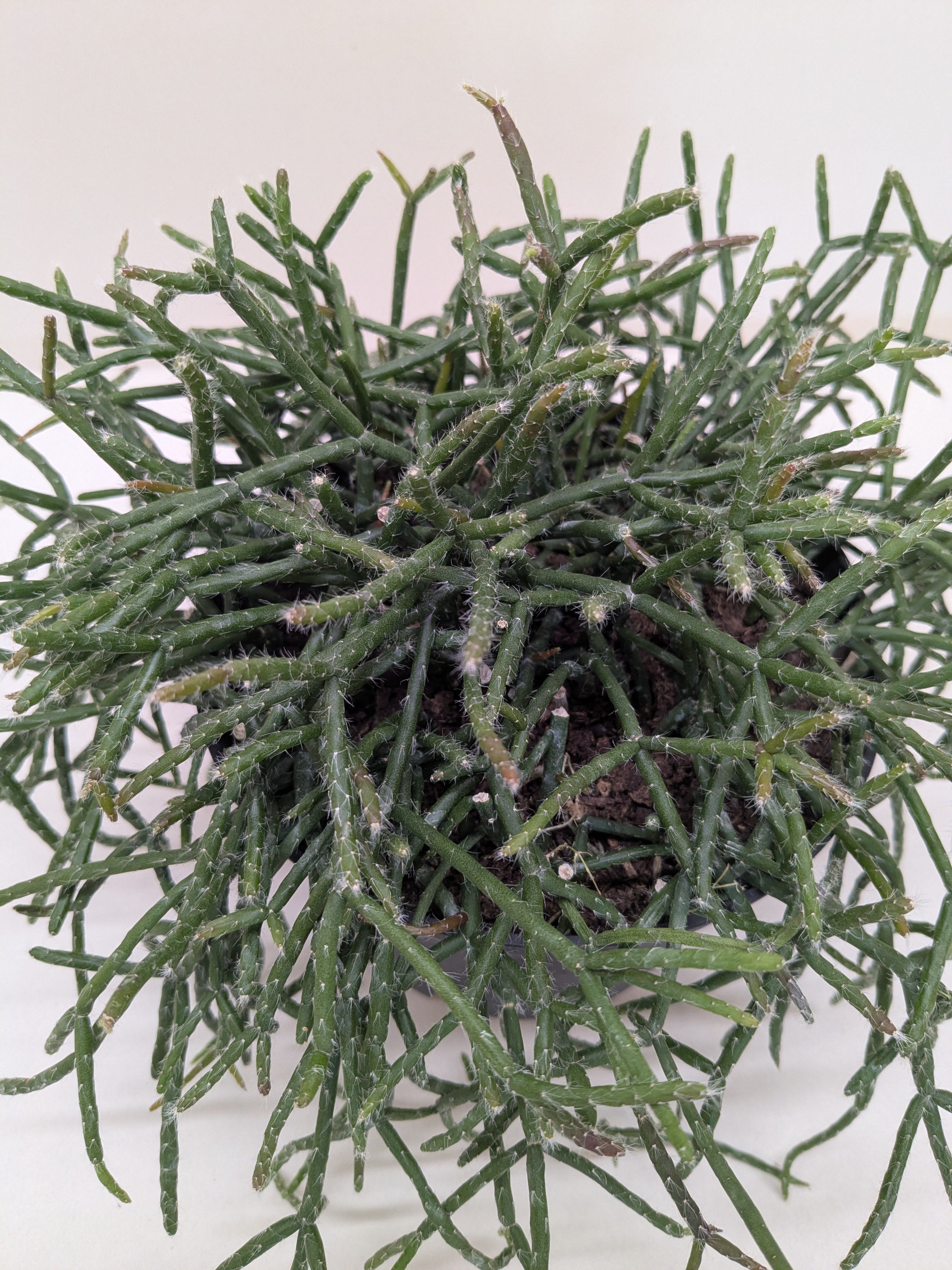 Mistletoe Cactus | Easy Care Trailing Succulent | House Plant Shop - House Plant Shop