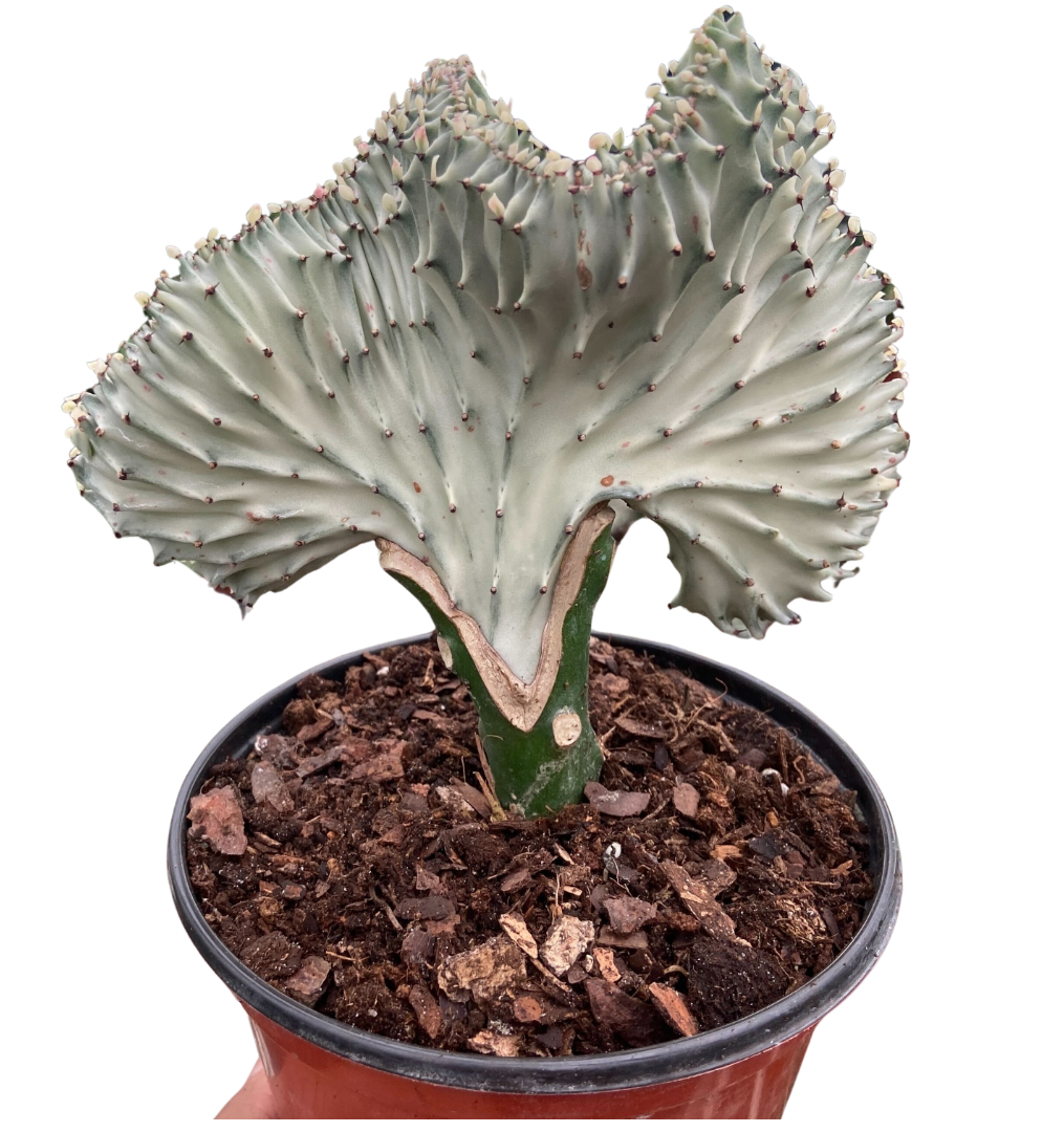 Succulent Euphorbia Lactea Ghost
