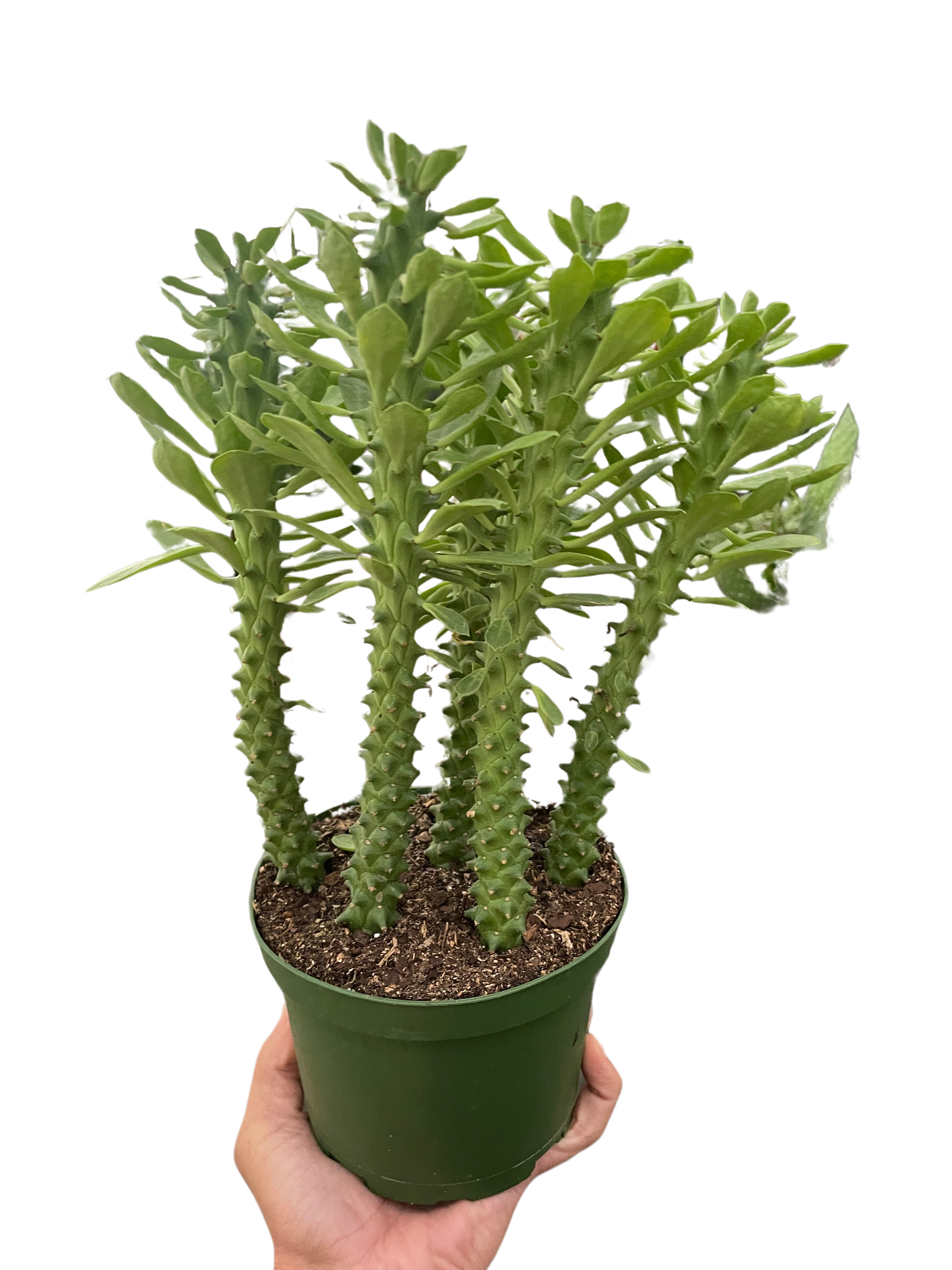 Euphorbia 'Sausage Spurge'