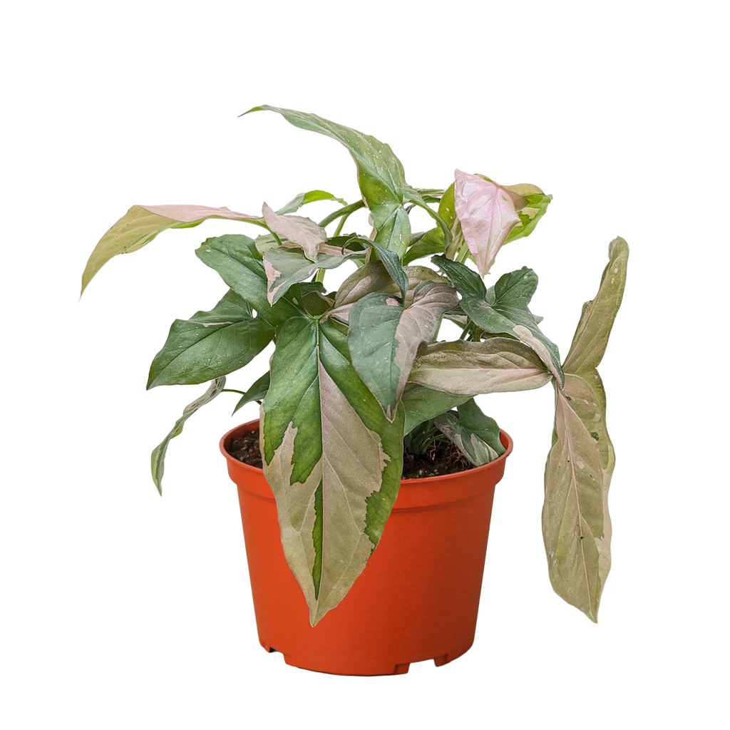 Syngonium 'Pink Splash' - 4" Pot