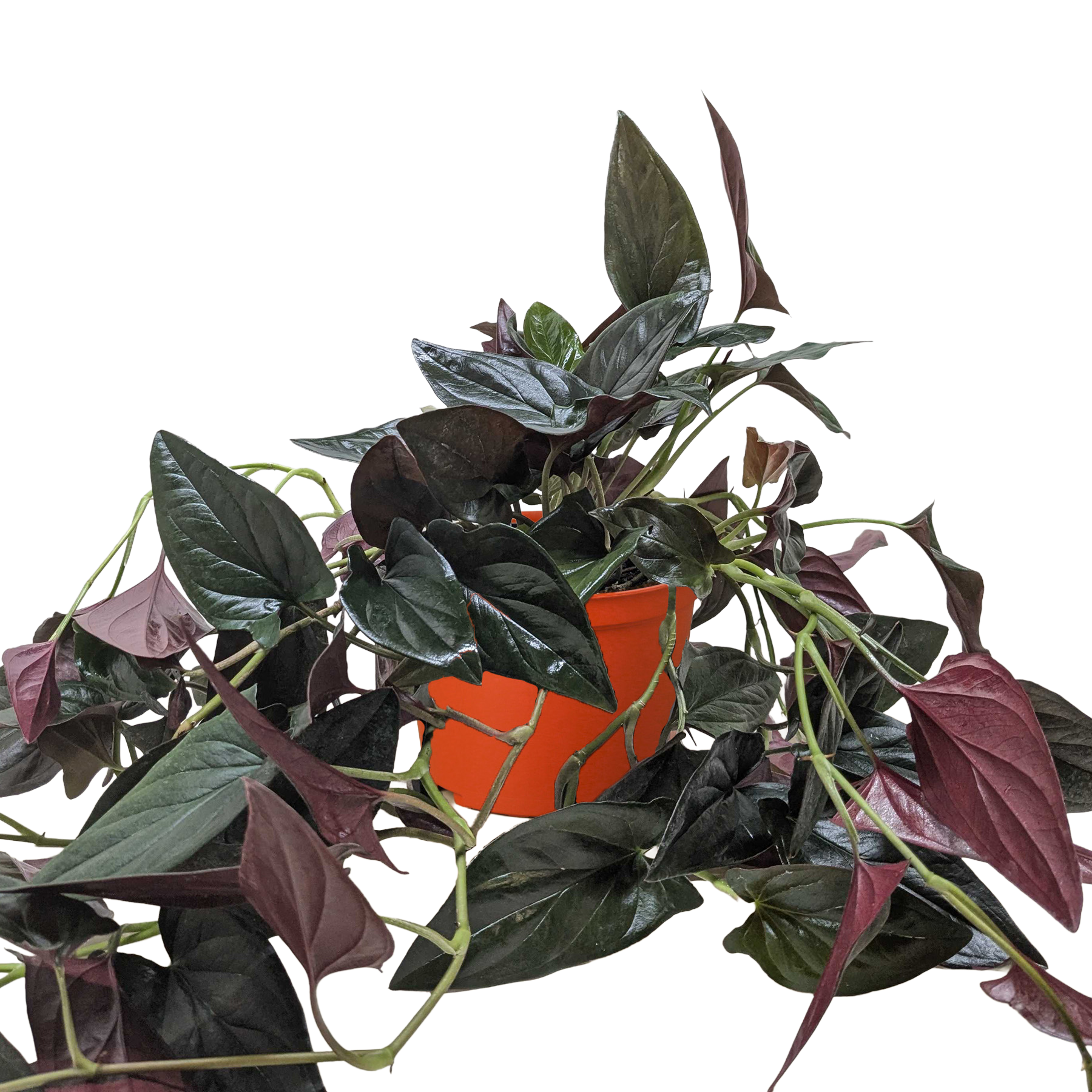 Syngonium 'Red Arrow'