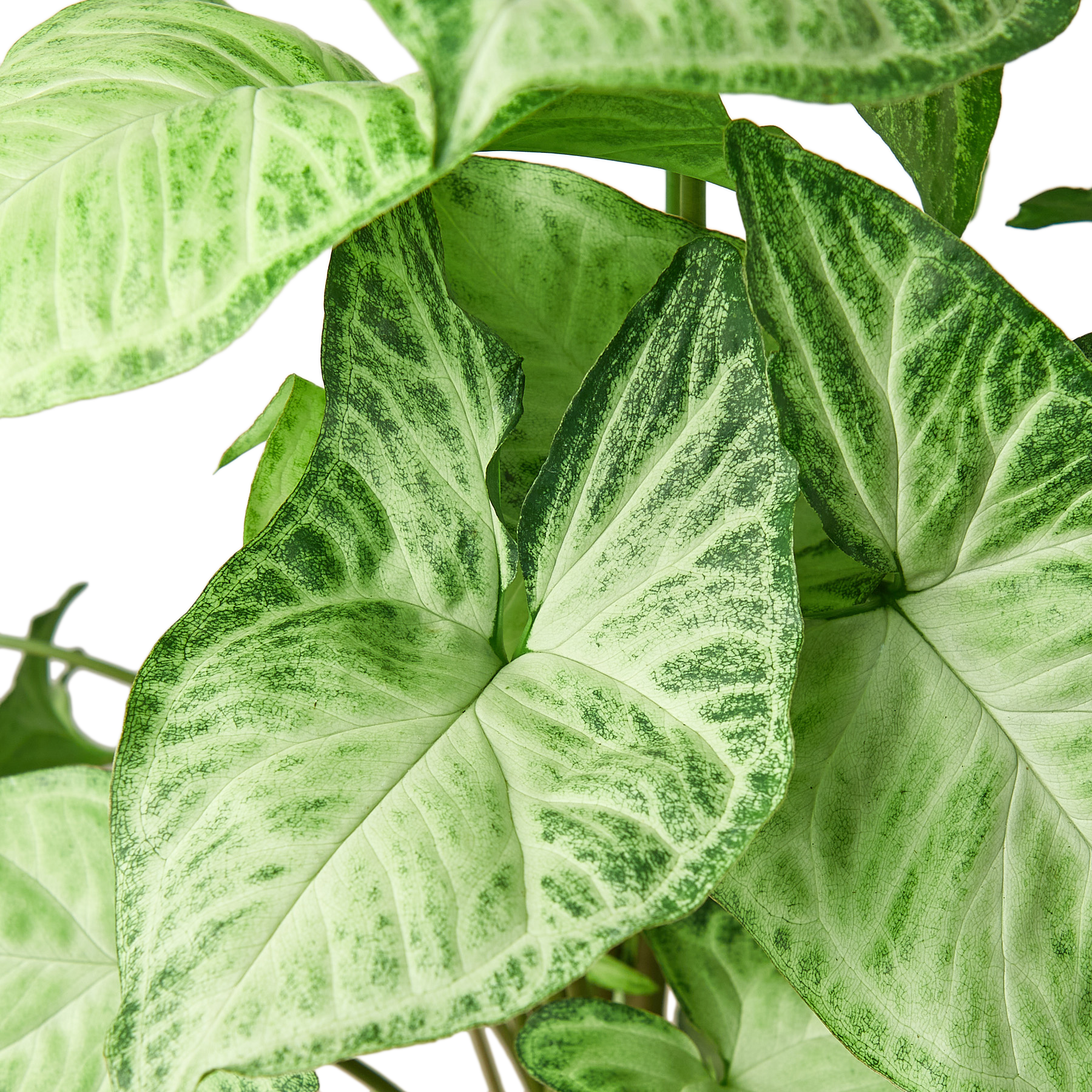 Syngonium White Butterfly