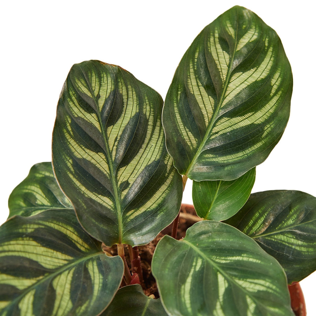 Calathea 'Makoyana' - House Plant Shop