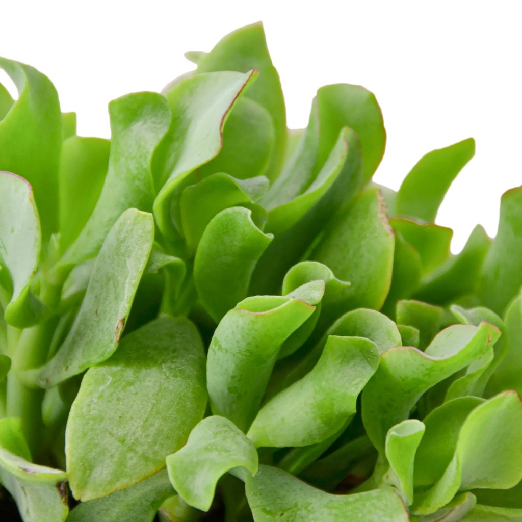 Ripple Jade Succulent - House Plant Shop