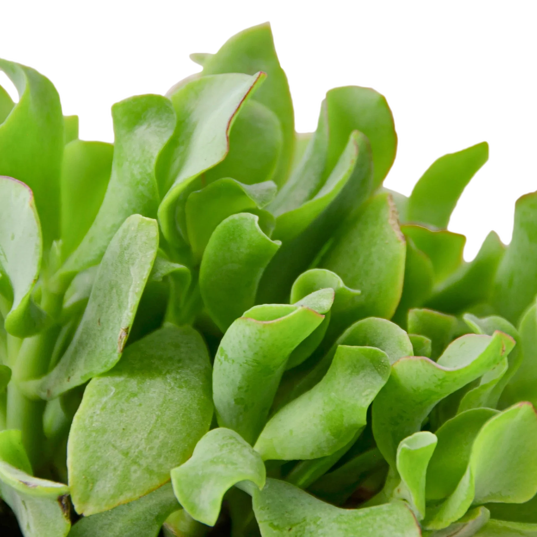 Ripple Jade Succulent - House Plant Shop