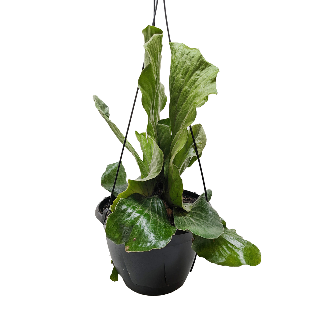 Fern 'Elephant' - House Plant Shop