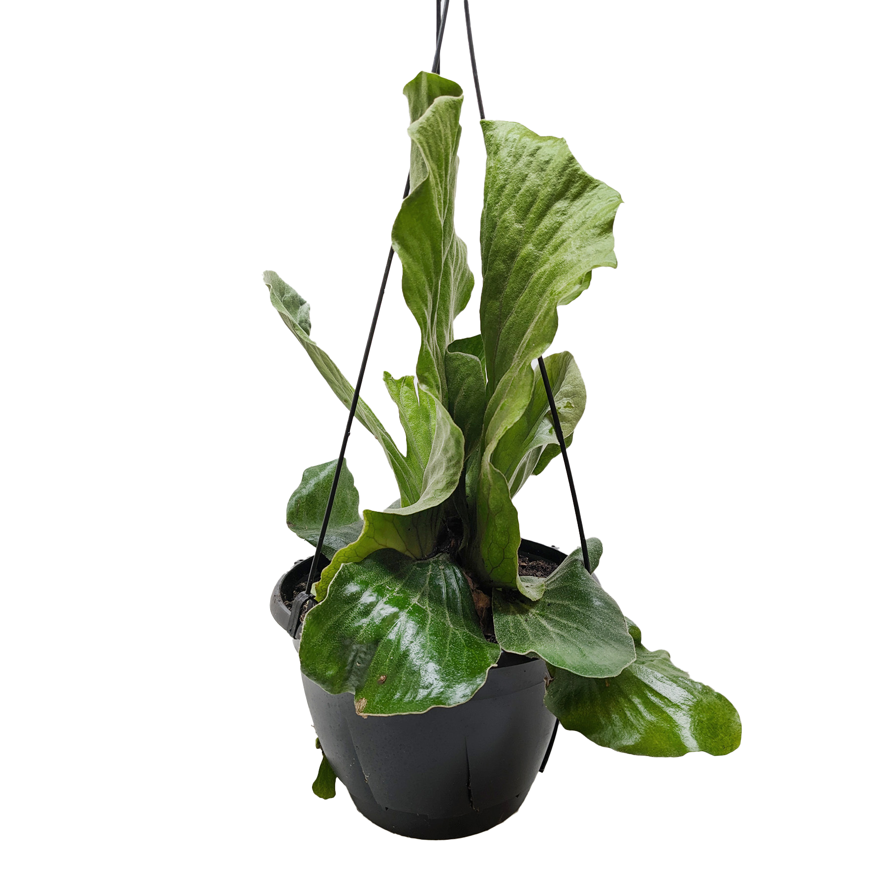Fern 'Elephant' - House Plant Shop