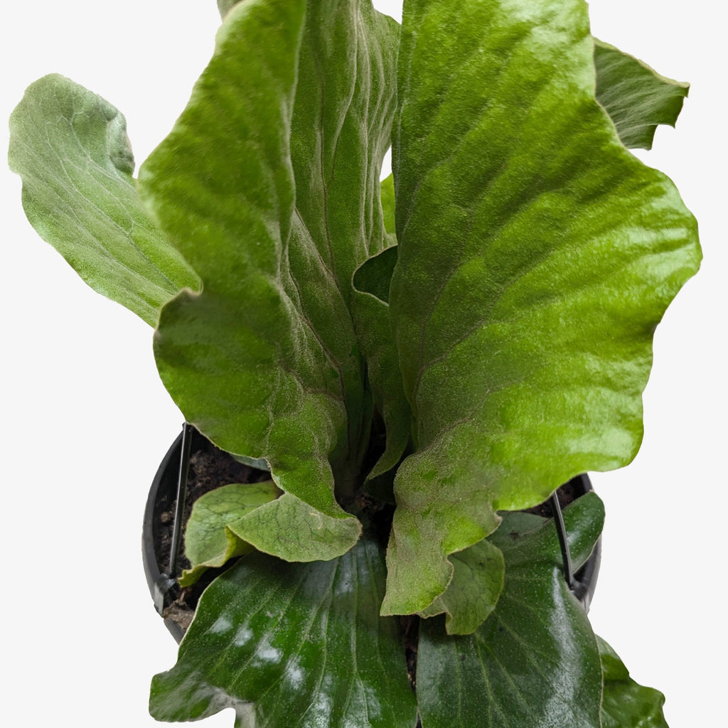 Fern 'Elephant' - House Plant Shop