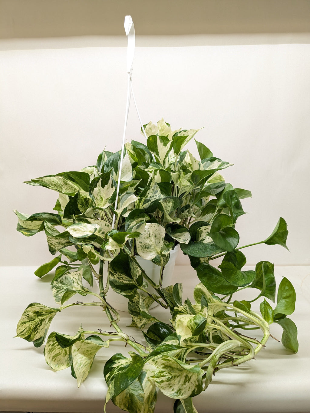Pothos Manjula - House Plant Shop