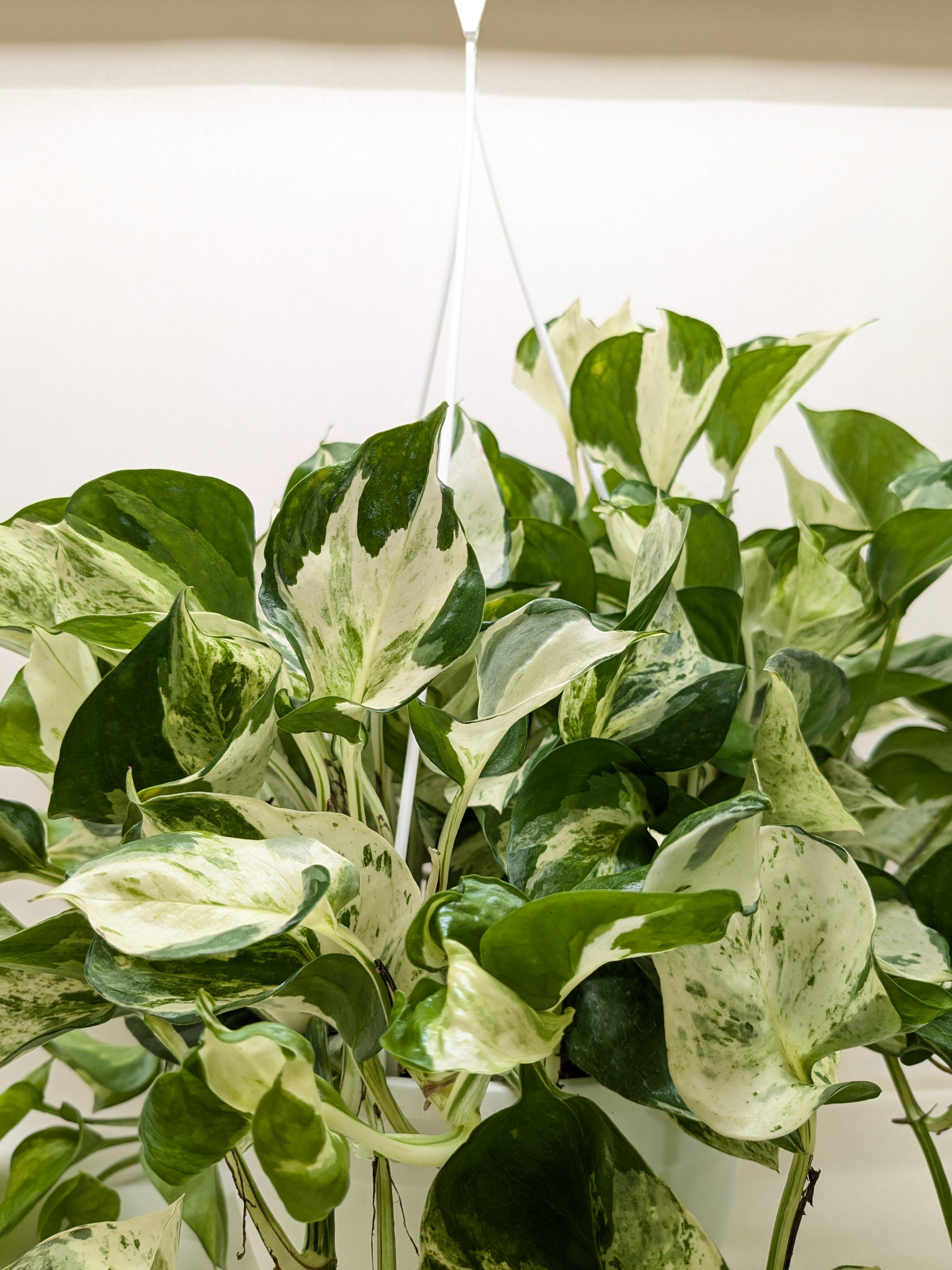 Pothos Manjula - House Plant Shop