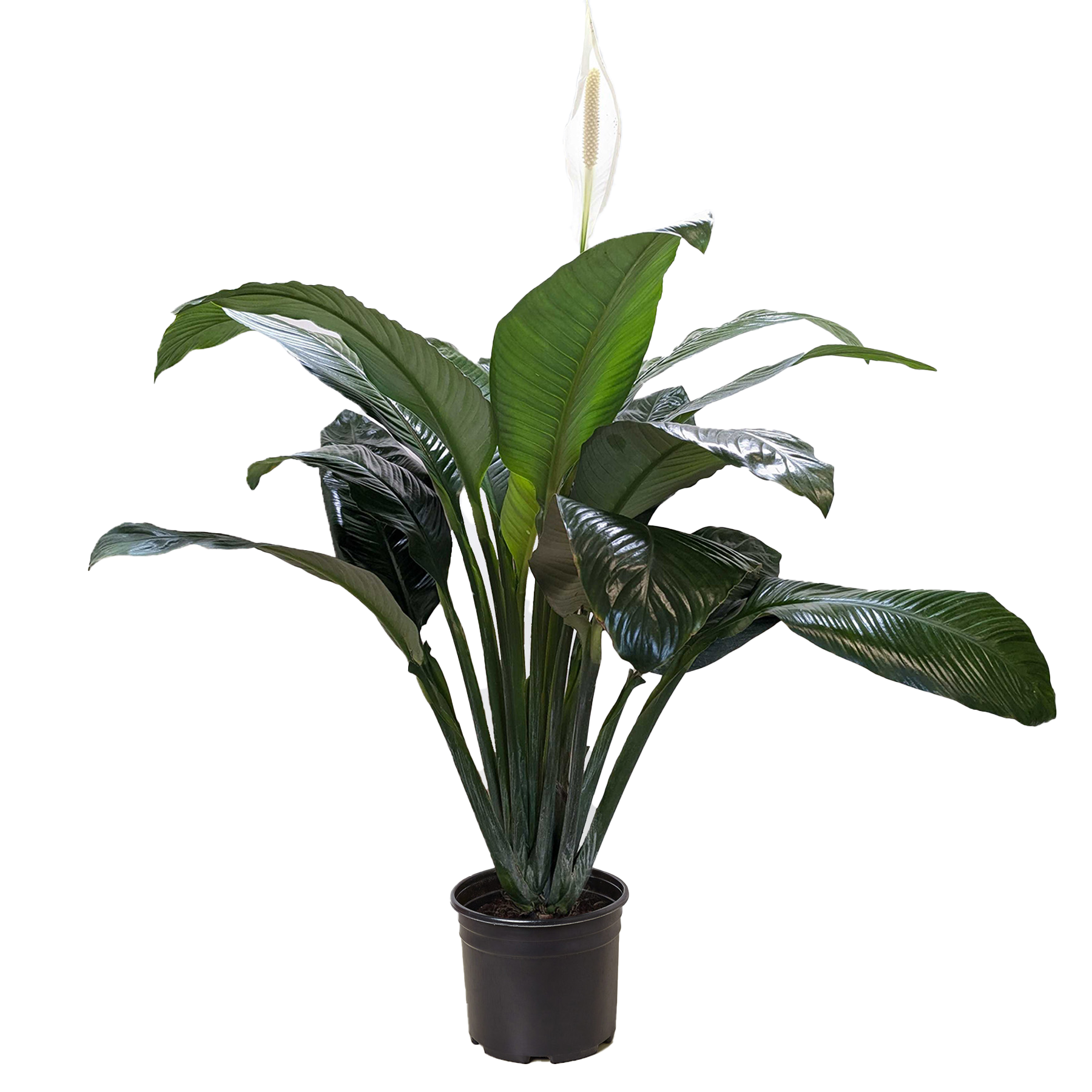 Spathiphyllum 'Peace Lily'