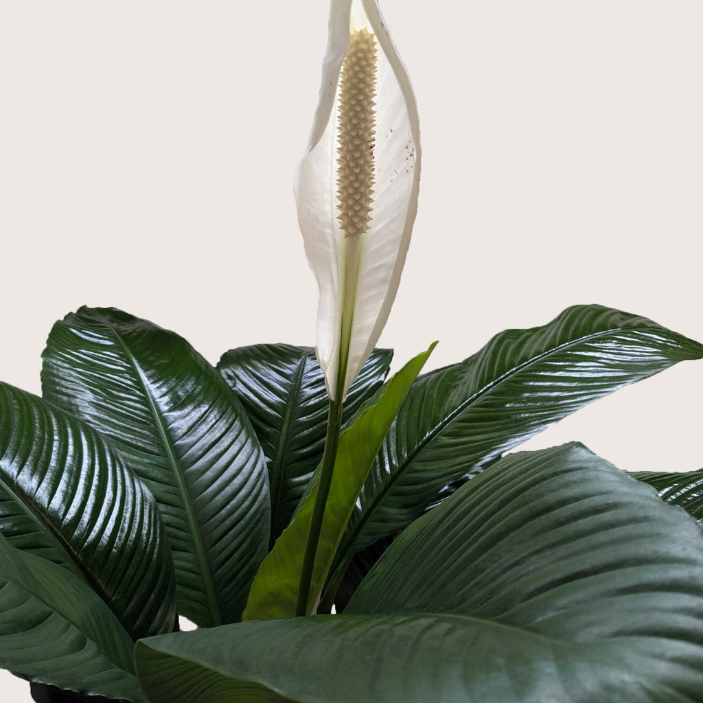 Spathiphyllum 'Peace Lily'
