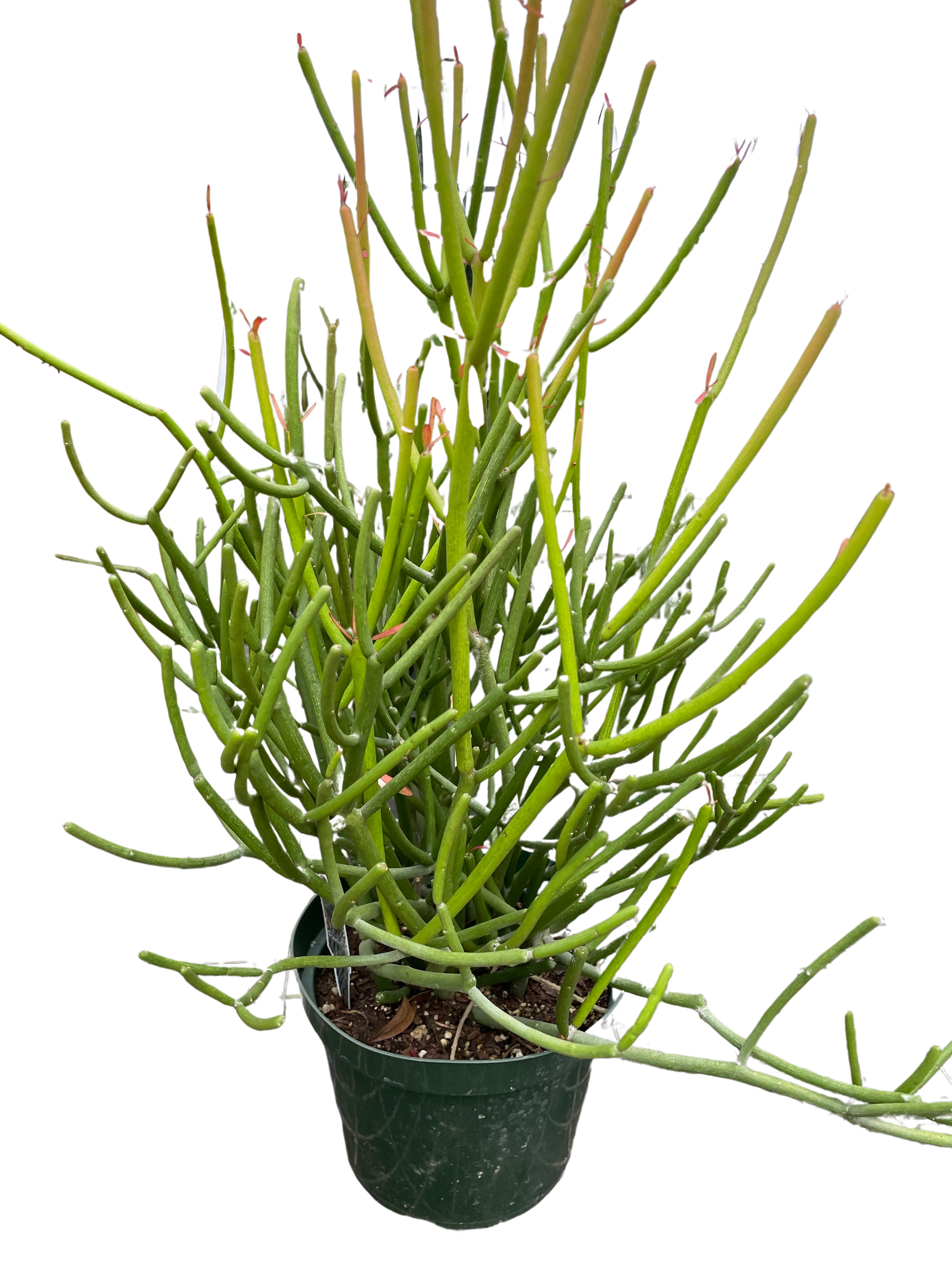 Euphorbia 'Pencil Cactus'
