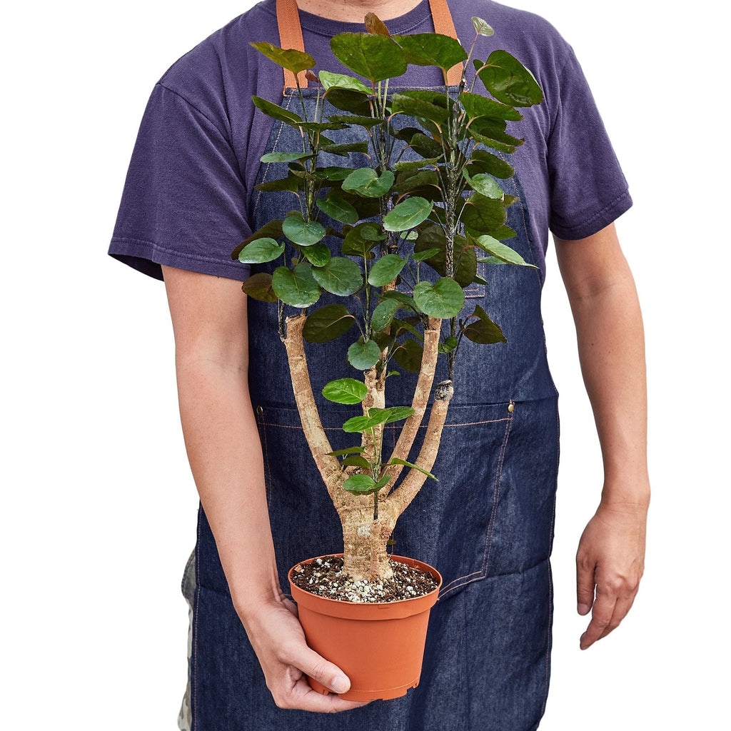 Aralia Fabian Stump 'Polyscias Scutellaria' - House Plant Shop
