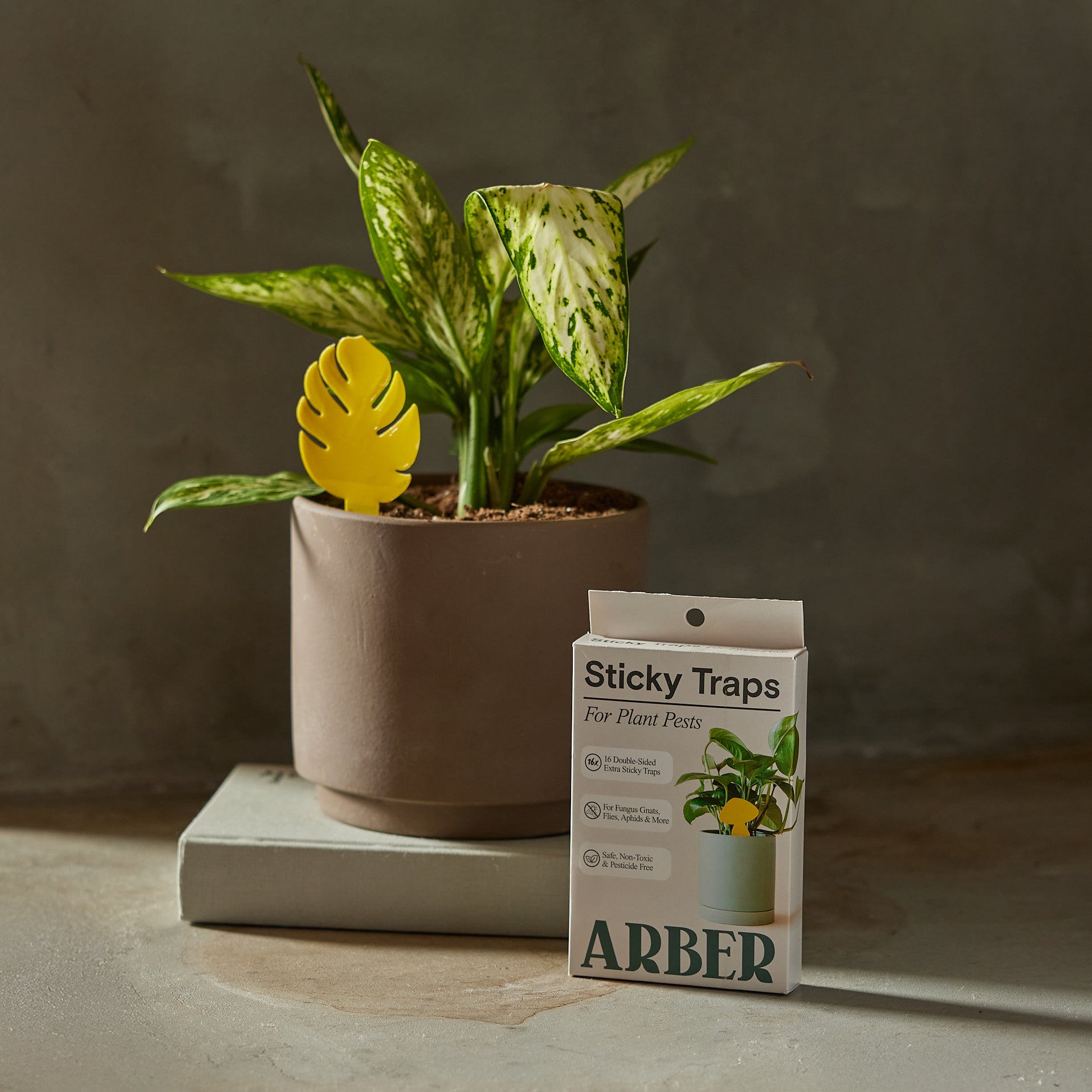 Sticky Traps for Plant Pests - House Plant Shop