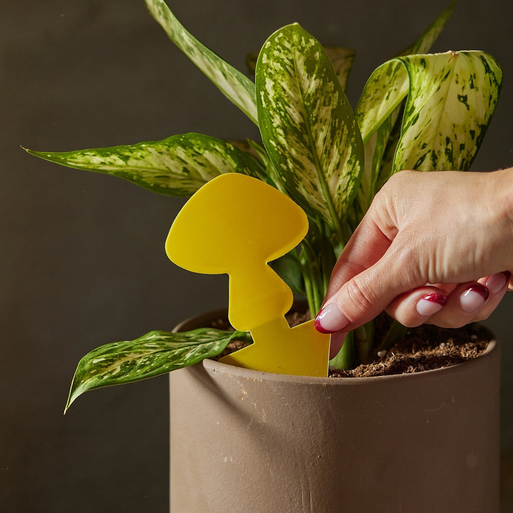 Sticky Traps for Plant Pests - House Plant Shop