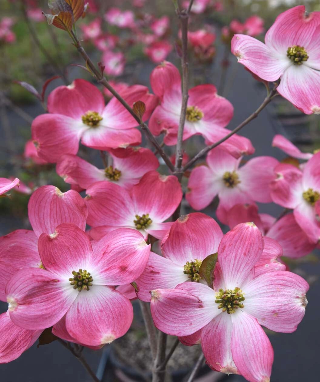 Flowering Dogwood Tree 'Cherokee Brave Dogwood'
