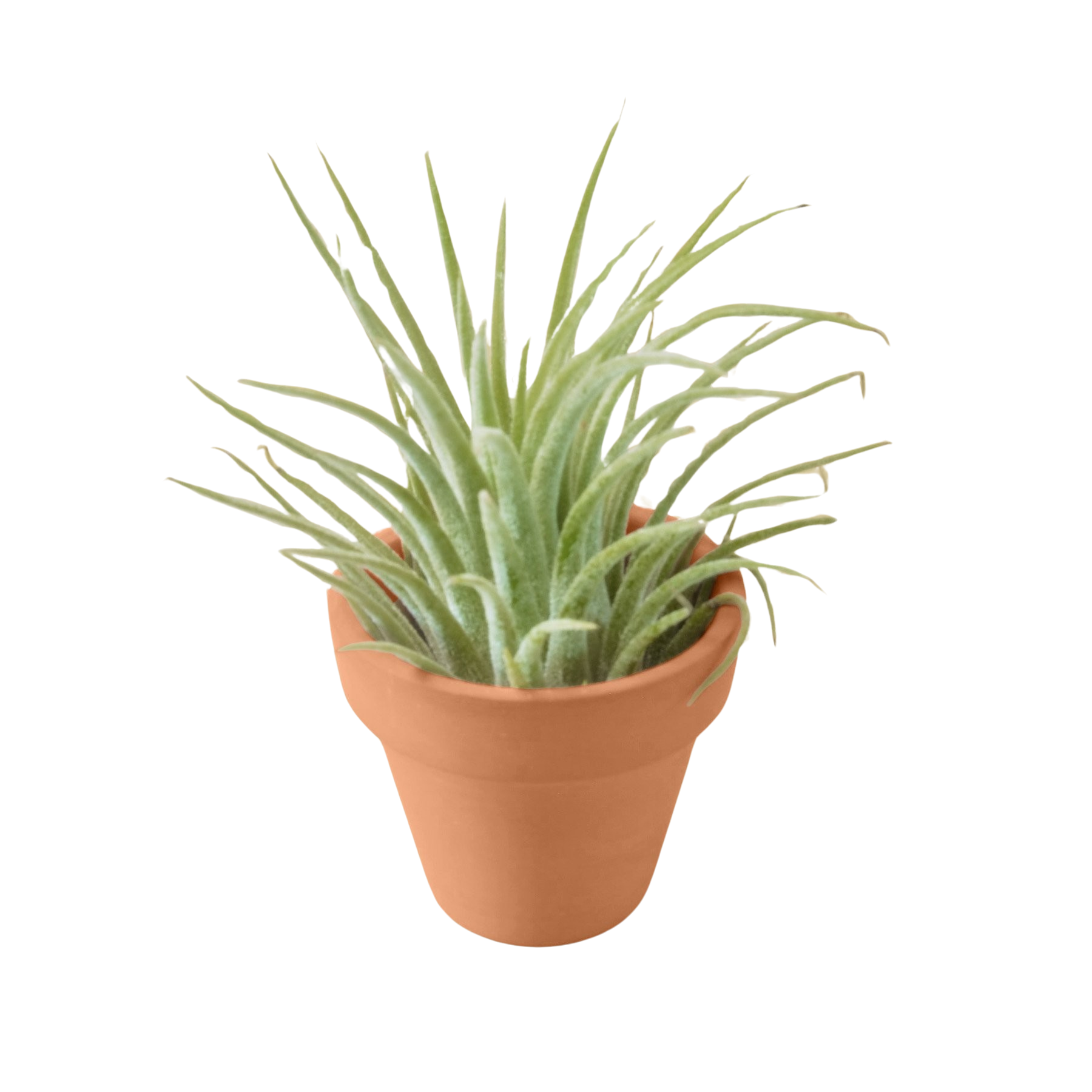 Ionantha Guatemala Tillandsia Air Plant with Terra Cotta