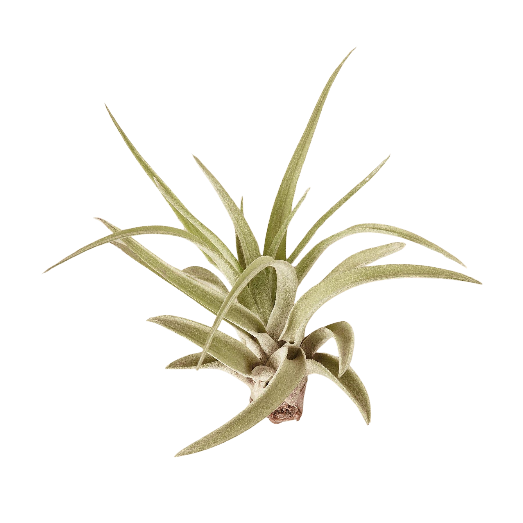 Tillandsia Air Plant Veluntina - House Plant Shop