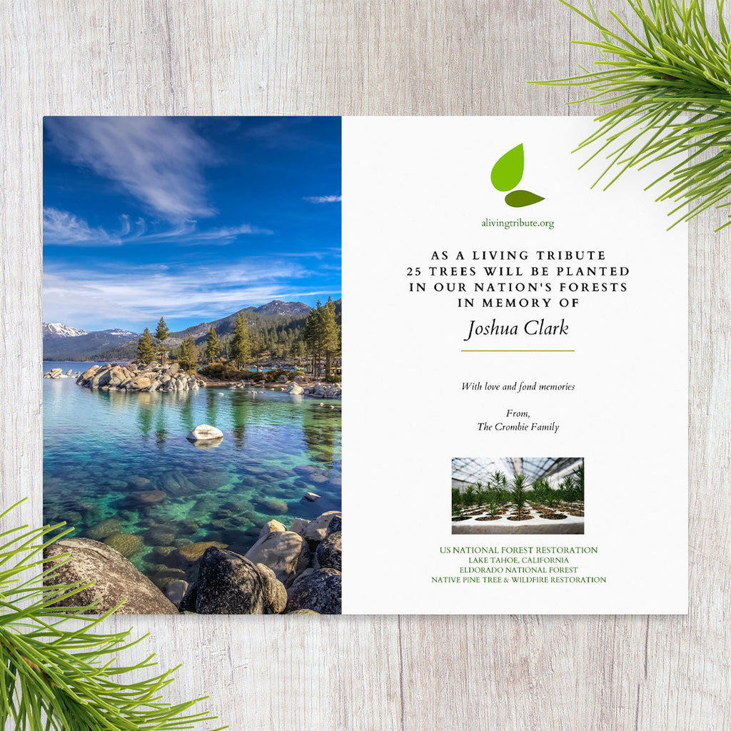Plant a Tree in Honor or Memory in a California National Forest - A Living Tribute