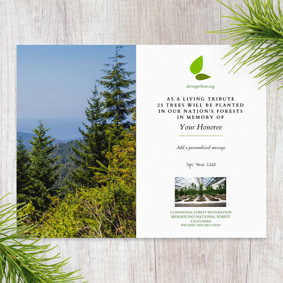 Plant a Tree in Honor or Memory in a California National Forest - A Living Tribute