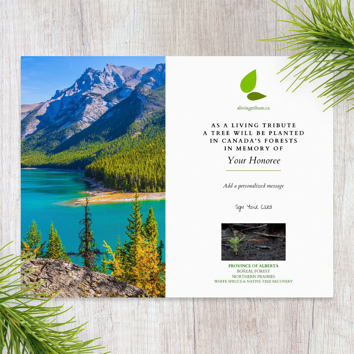 Plant a Tree in Canada with Mailed Commemorative Card