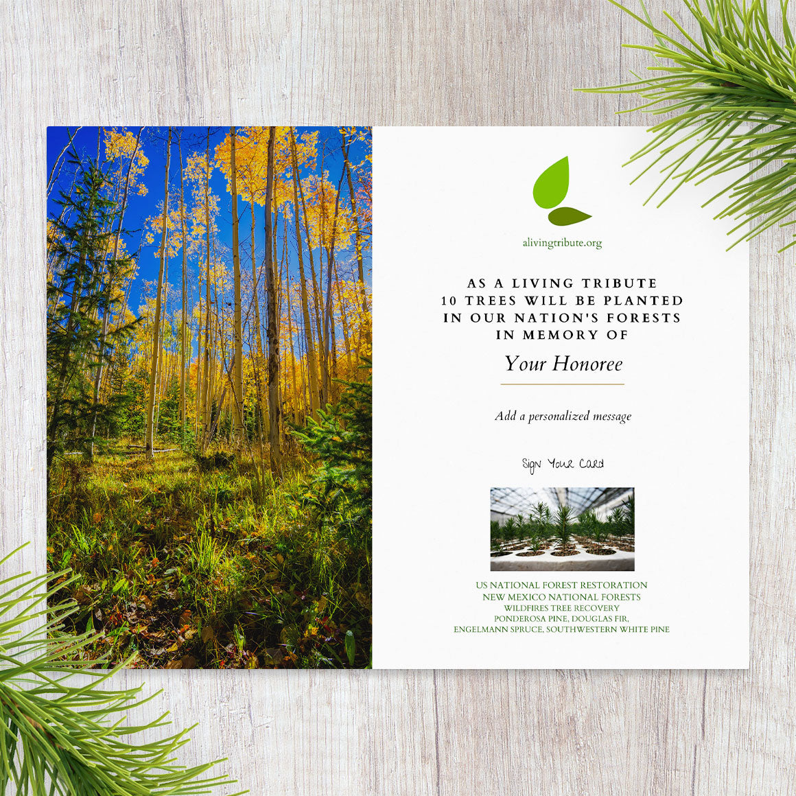 Plant-a-Tree Gift with Deluxe Photo Card