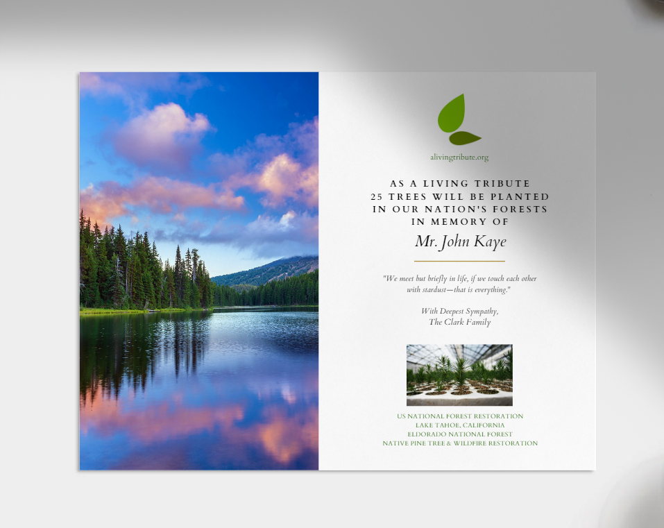 Plant a Tree For Someone in a National Forest - A Living Tribute