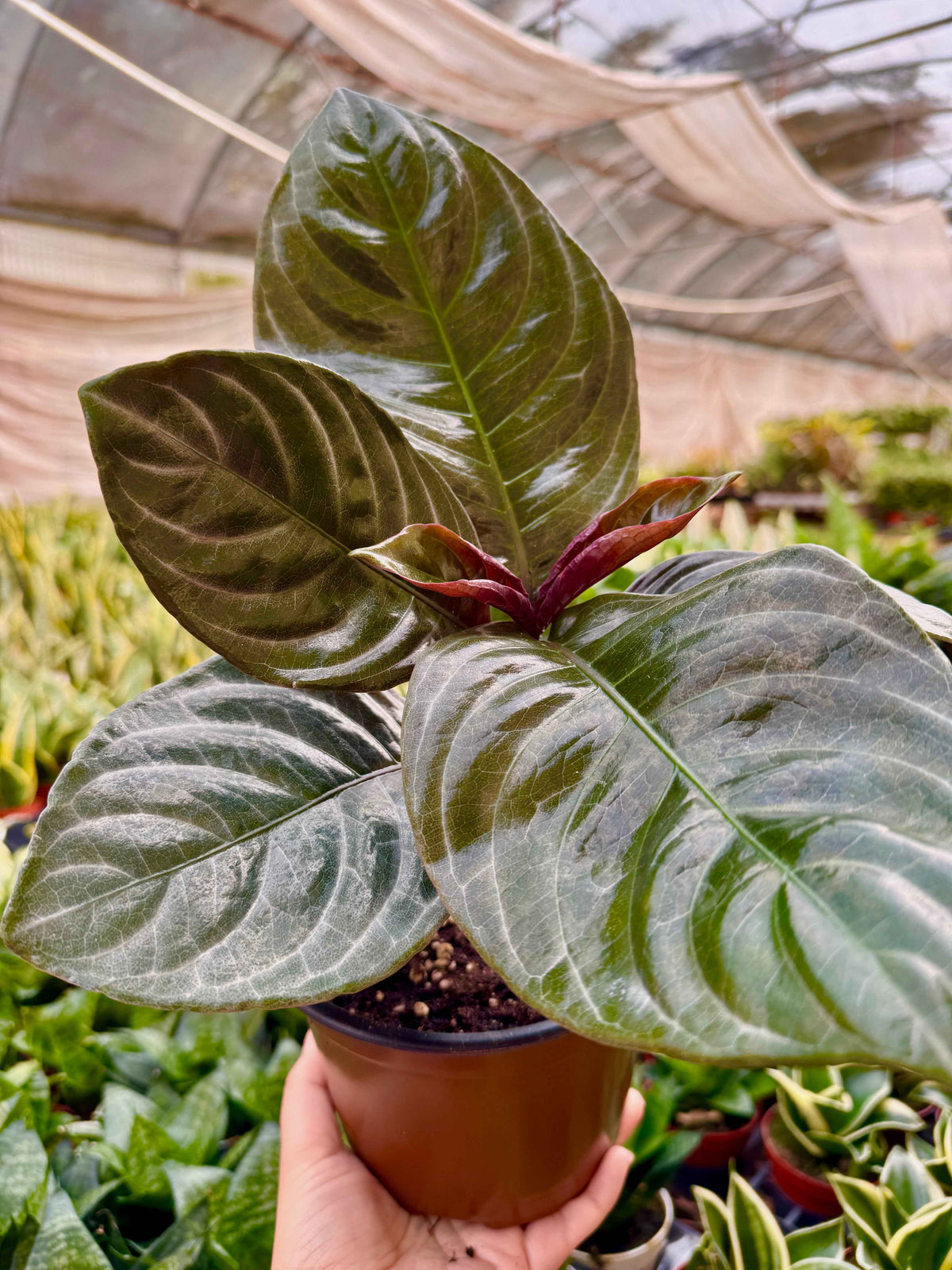 Aphelandra 'Nova Fuego'
