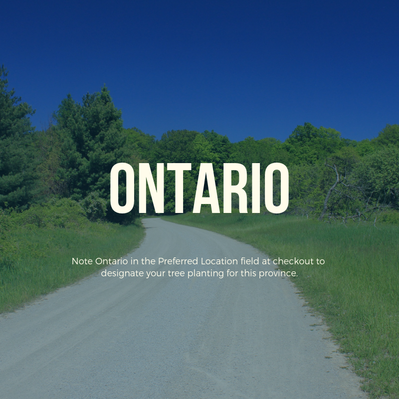 Plant a Tree in Canada with Personalized E-Certificate