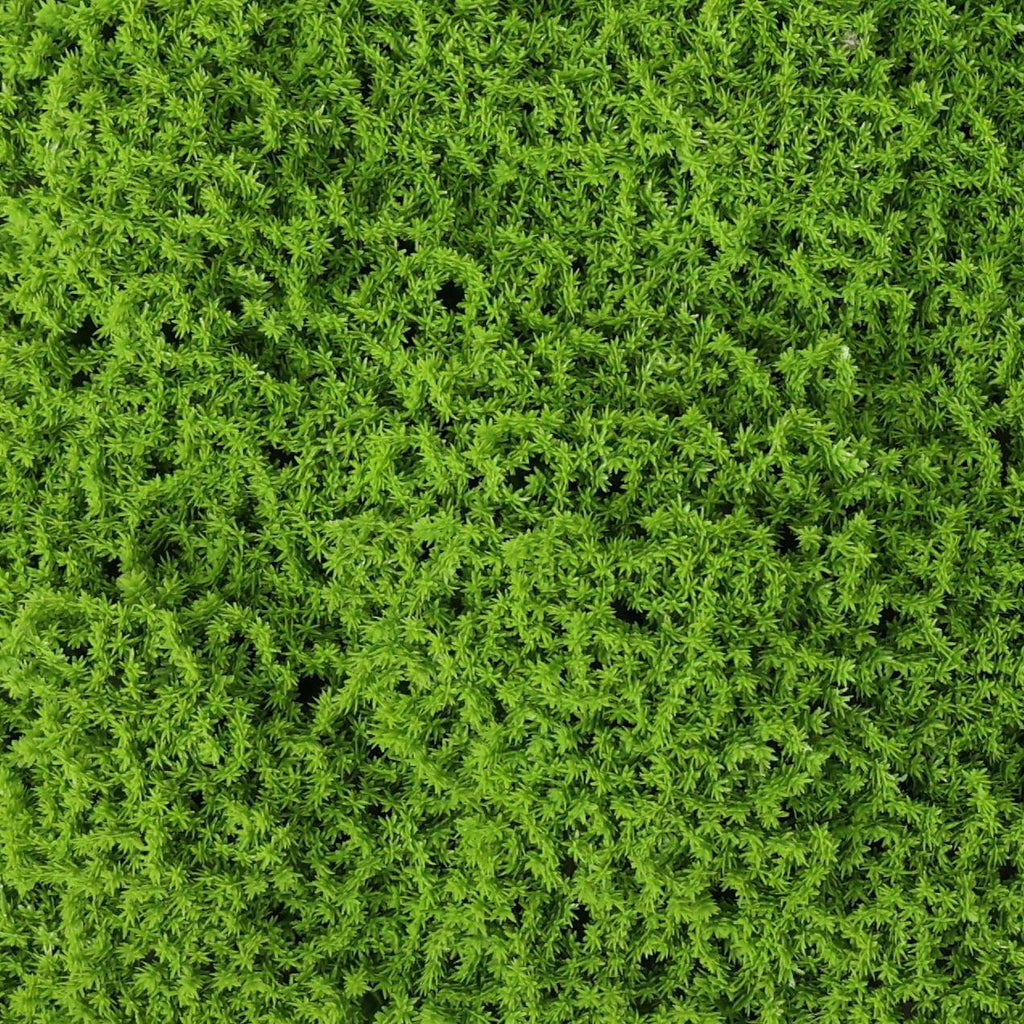 Evergreen Moss Artificial Green Wall Mat 40×20in 5.5 SQ FT – UV Resistant – Commercial Grade
