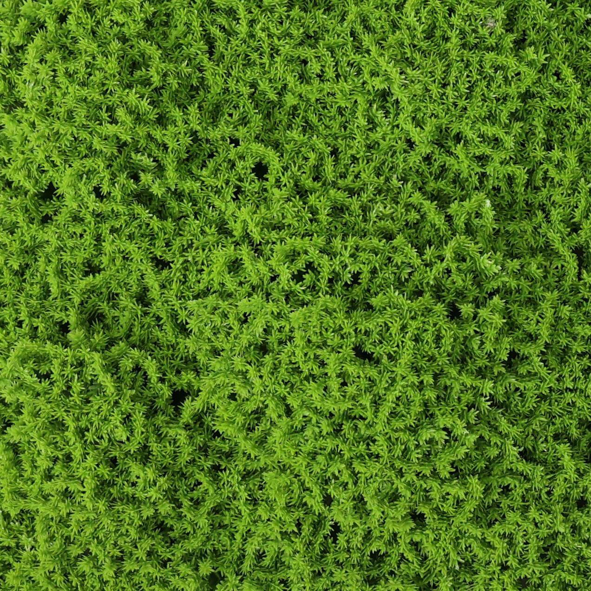 Evergreen Moss Artificial Green Wall Mat 40×20in 5.5 SQ FT – UV Resistant – Commercial Grade
