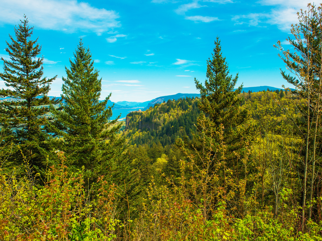 Plant a Tree for Someone in Oregon - Oregon Memorial Trees