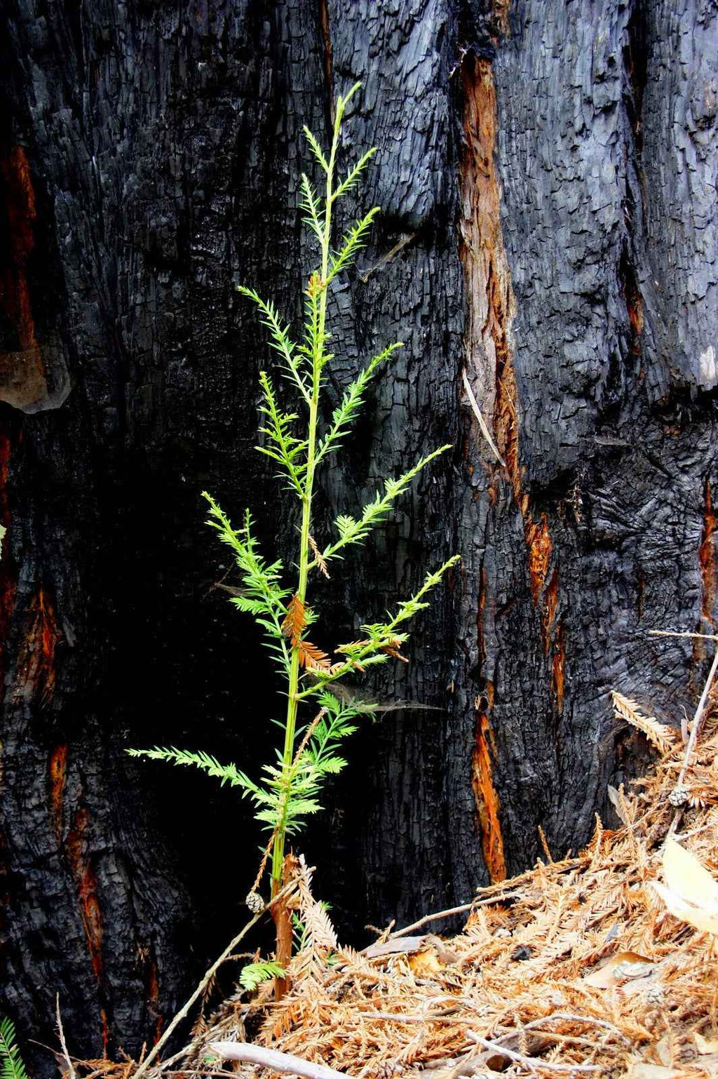 Forest Friends Tree Gift - A Living Tribute