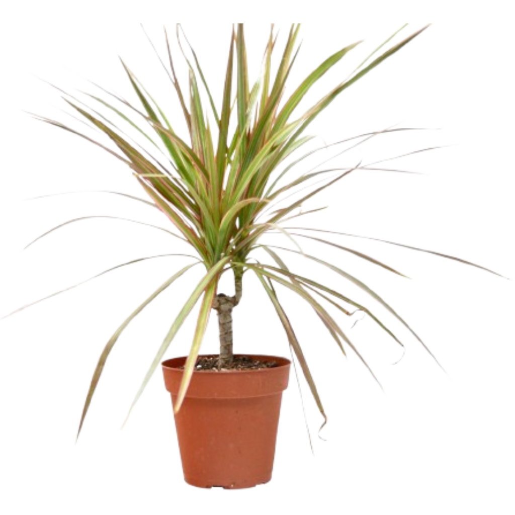Dracaena 'Red Margined' - 4" Pot