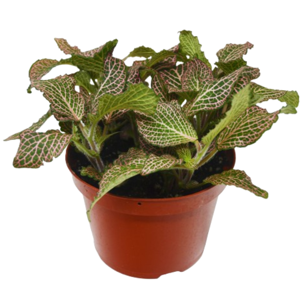 Fittonia 'Pink'