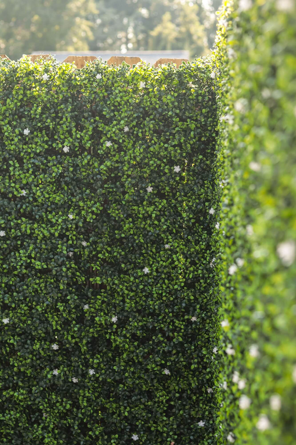White Flowering Boxwood Artificial Vertical Garden Green Wall Panel 40×40in 11 SQ FT – UV Resistant – Commercial Grade