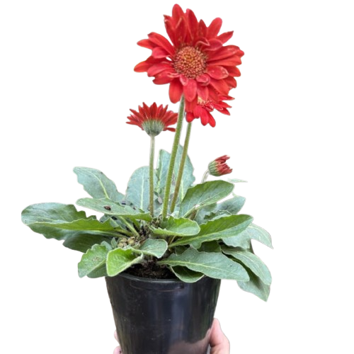 House Plant Shop Gerbera Sweet Love - Thumbnail 2