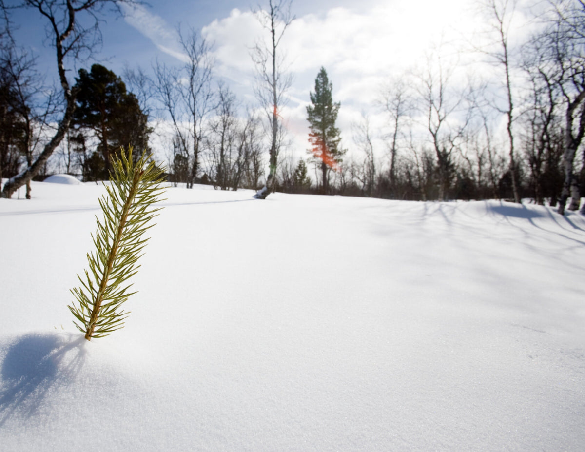 Plant a Tree Holiday Card 2026