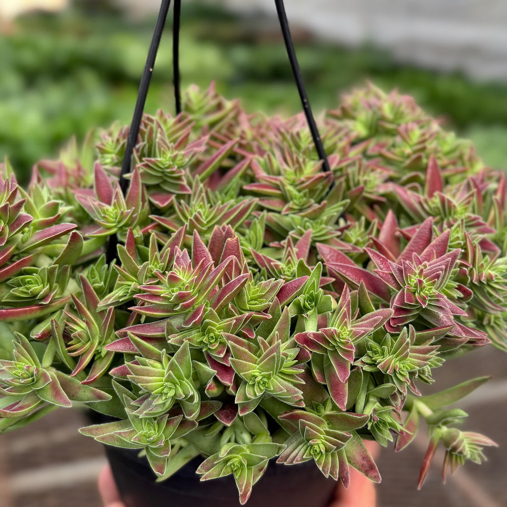 Succulent Crassula Capitella Red - House Plant Shop